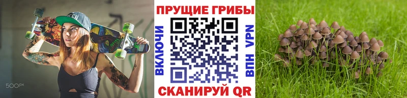 Псилоцибиновые грибы Psilocybine cubensis  Киселёвск 